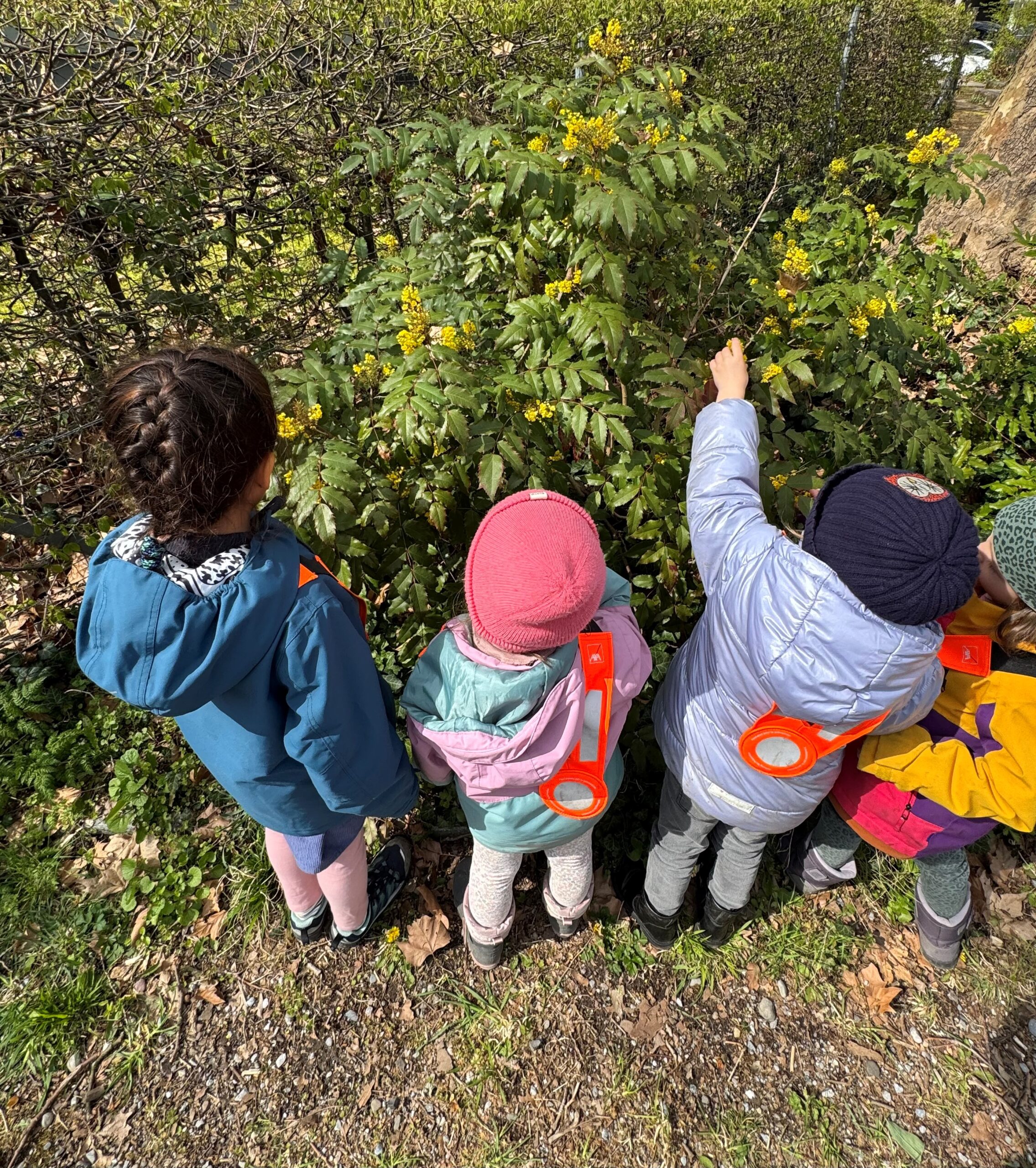 Schrebergarten der RasselChischte